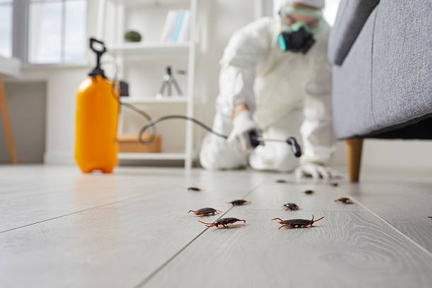 Post-Treatment Bed Bug Interceptor Monitoring in Allison Park